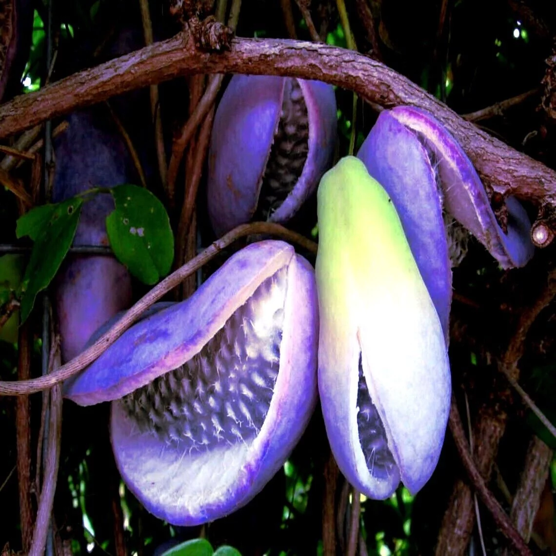 CHOCOLATE VINE SEEDS 