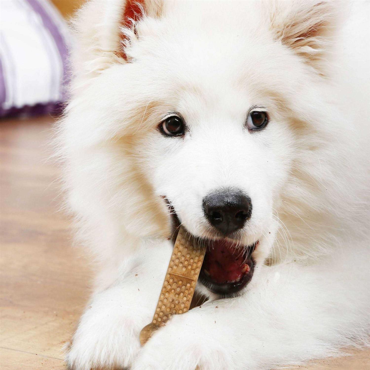 Nylabone Natural Nubz Peanut Butter Flavor Large Dog Chews - Pet Supplies online store