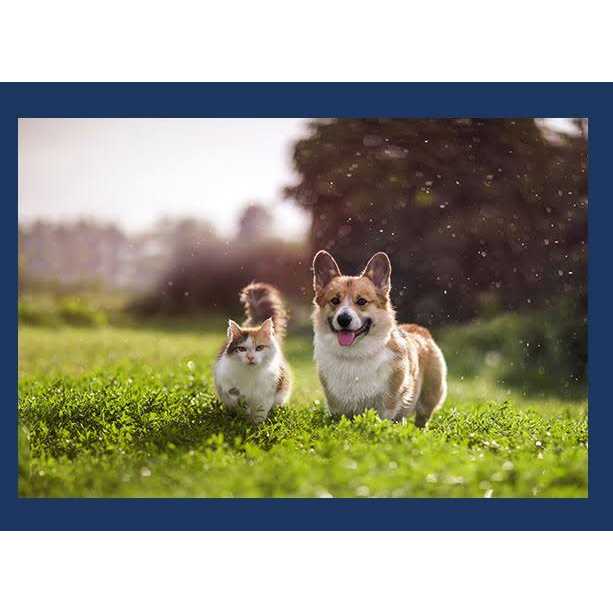 Natural Balance Reserve Limited Ingredient Grain Free Green Pea & Venison Dry Cat Food - Pet Supplies online store