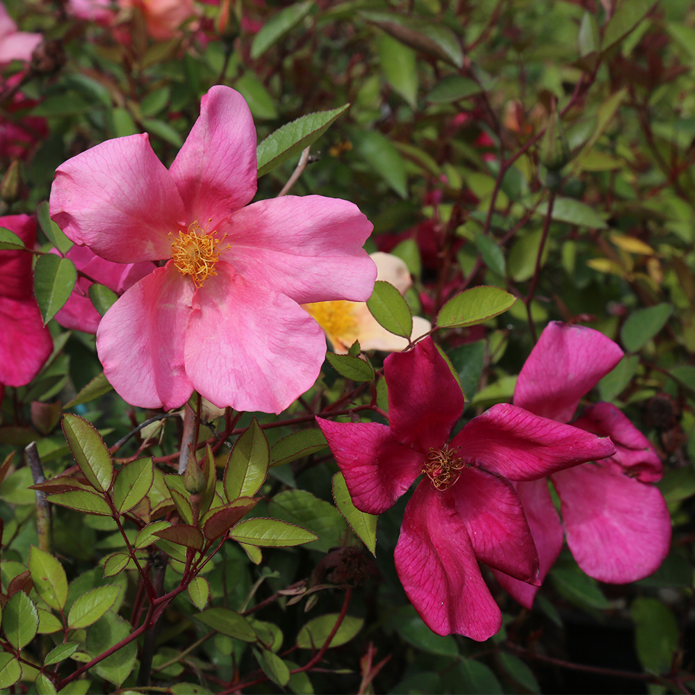 Heirloom Roses Own Root Rose Bush - Mutabilis China Rose Plant - Continous Blooming Flowers