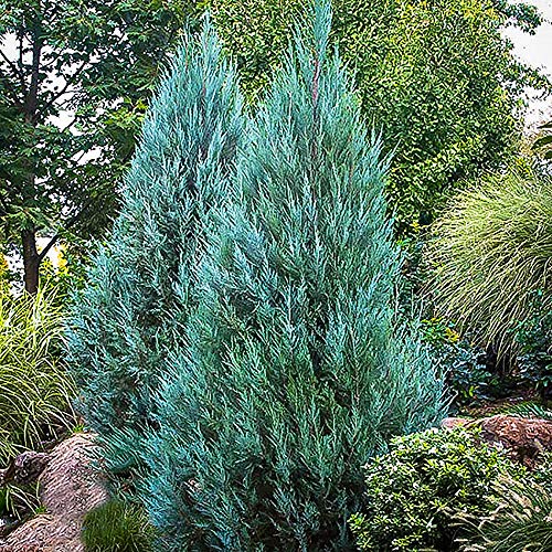 Shrub Point Juniper, 7 Gallon, Blue-Green Foliage