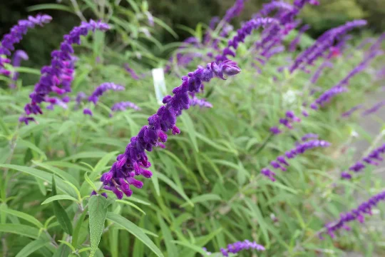 Mexican Bush Sage in 4 inch pot *Cold and Heat Sensitive*