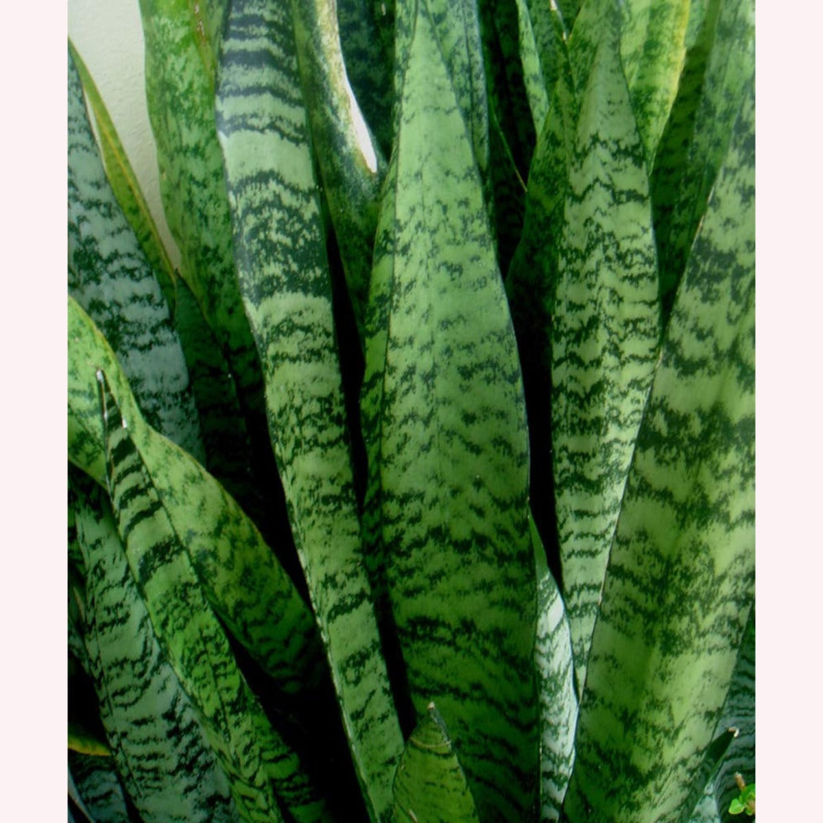 American Plant Exchange Sansevieria Zeylanica, Live Snake Plant, 6-Inch Pot, Green & White Striped Foliage, Low-Light, Easy Care Houseplant
