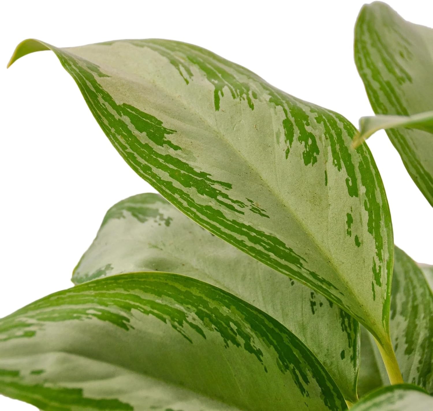 Chinese Evergreen 'Silver Bay' 4