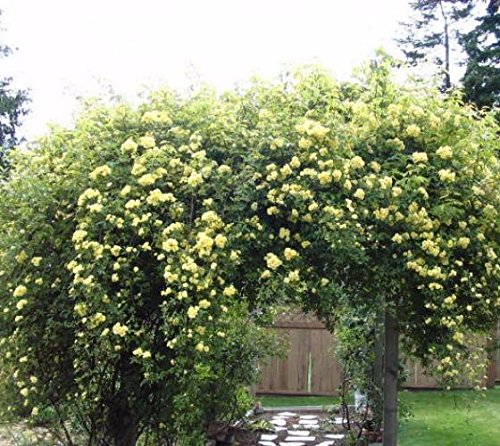 Lady Banks Yellow Climbing Rose - Live Plant - Full Gallon Pot