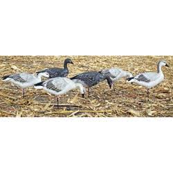 Dakota Decoy Migration Series Snow Juvies Goose Decoys - 6 Pack