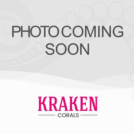 Brightwell Aquatics Lugol's Solution - Pet Supplies online store