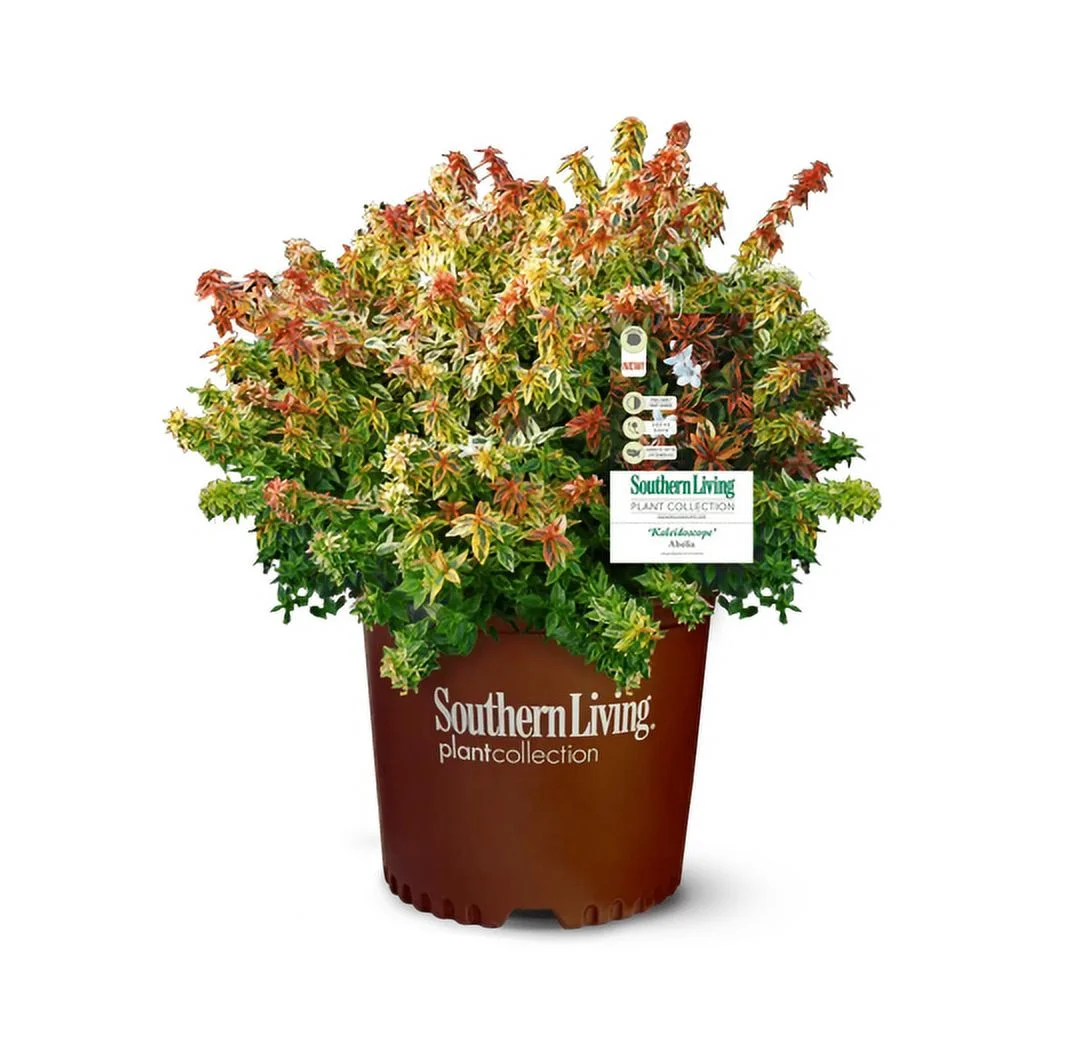 Southern Living 2Gal Multicolor Abelia Kaleidoscope Live Shrub Grower Pot Shade - Curated Treasures Market