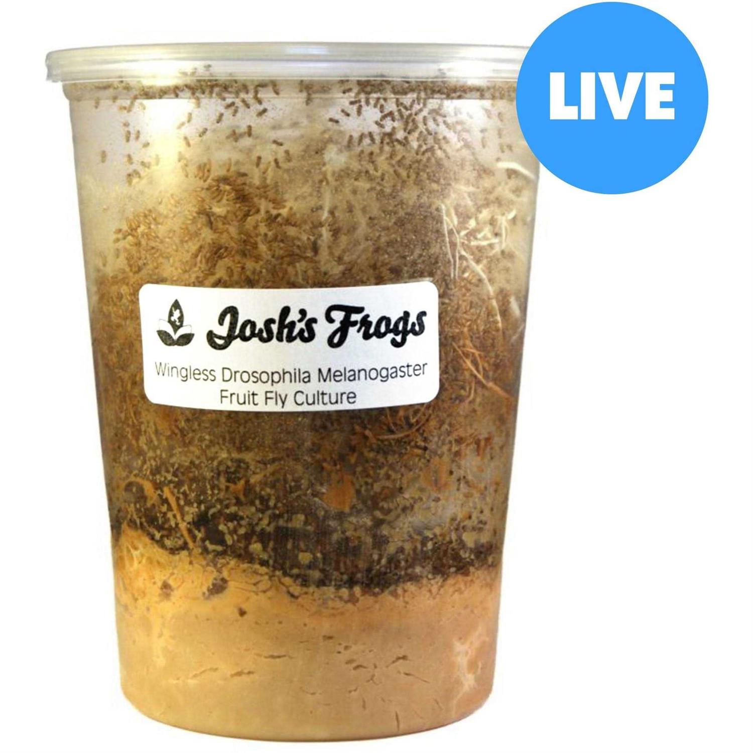 Josh's Frogs Producing Wingless Drosophila Melanogaster Fruit Fly Culture - Pet Supplies online store
