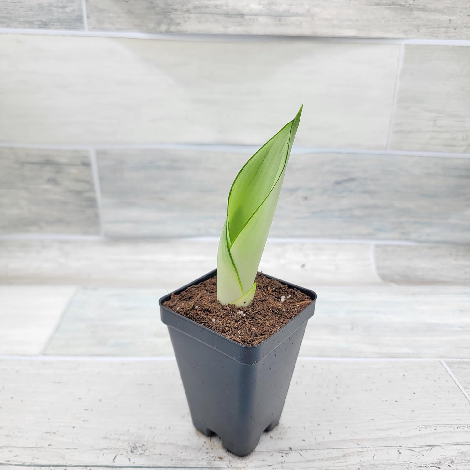Moonshine Sansevieria 3 inch Pot Air Purifying Snake Live House Plant