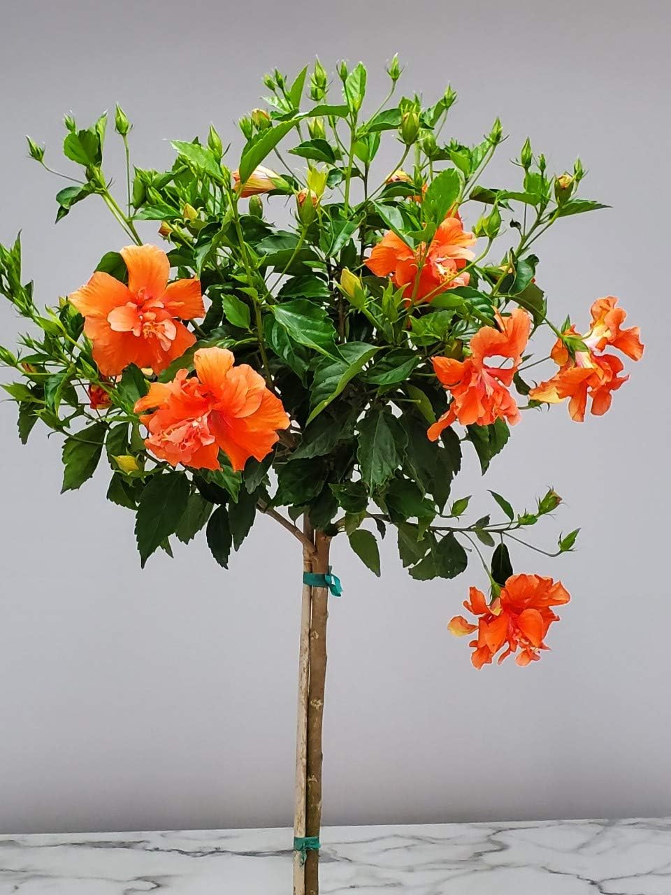 Live Hibiscus Tree - Double Peach Flower - Overall Height 38