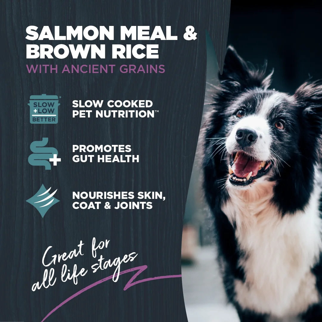 Blackwood Dry Dog Food Sensitive Skin & Stomach Salmon Meal with Ancient Grains 10 lb.