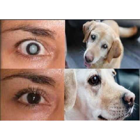 Cataract Eye Drops 4% NAC. Strongest anywhere.Proven on People & Pets. 2 x 10ml - Pet Supplies online store
