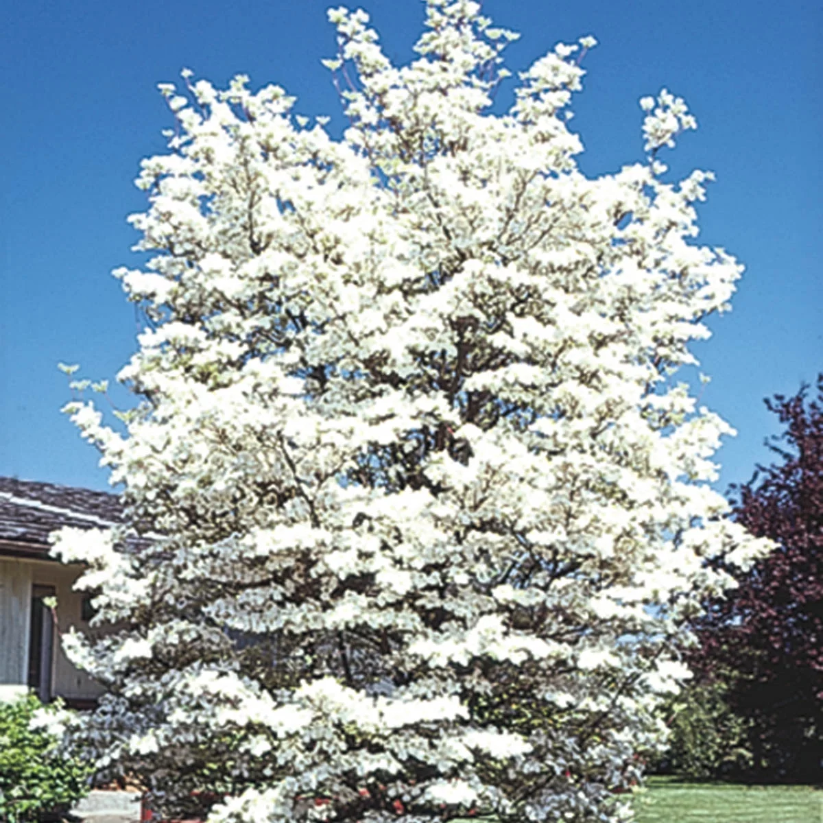 White Flowering Dogwood Dormant Bare Root Starter Tree (1-Pack)