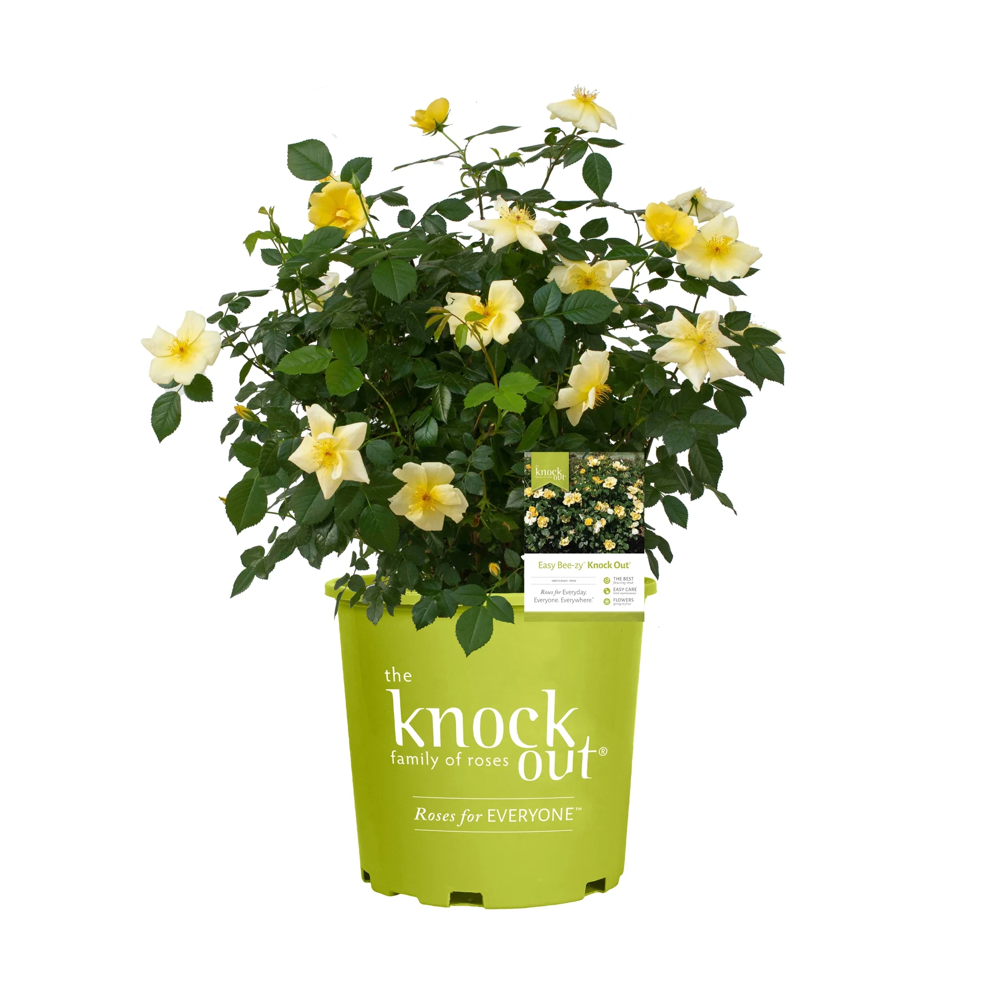 The Easy Bee-zy Knock Out® Rose Plant with Bright Yellow Blooms 1 Gallon