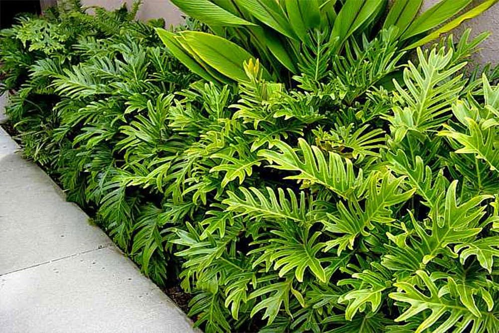 American Plant Exchange Live Philodendron Xanadu Plant, Philodendron Winterbourn Plant, Plant Pot for Home and Garden Decor, 10