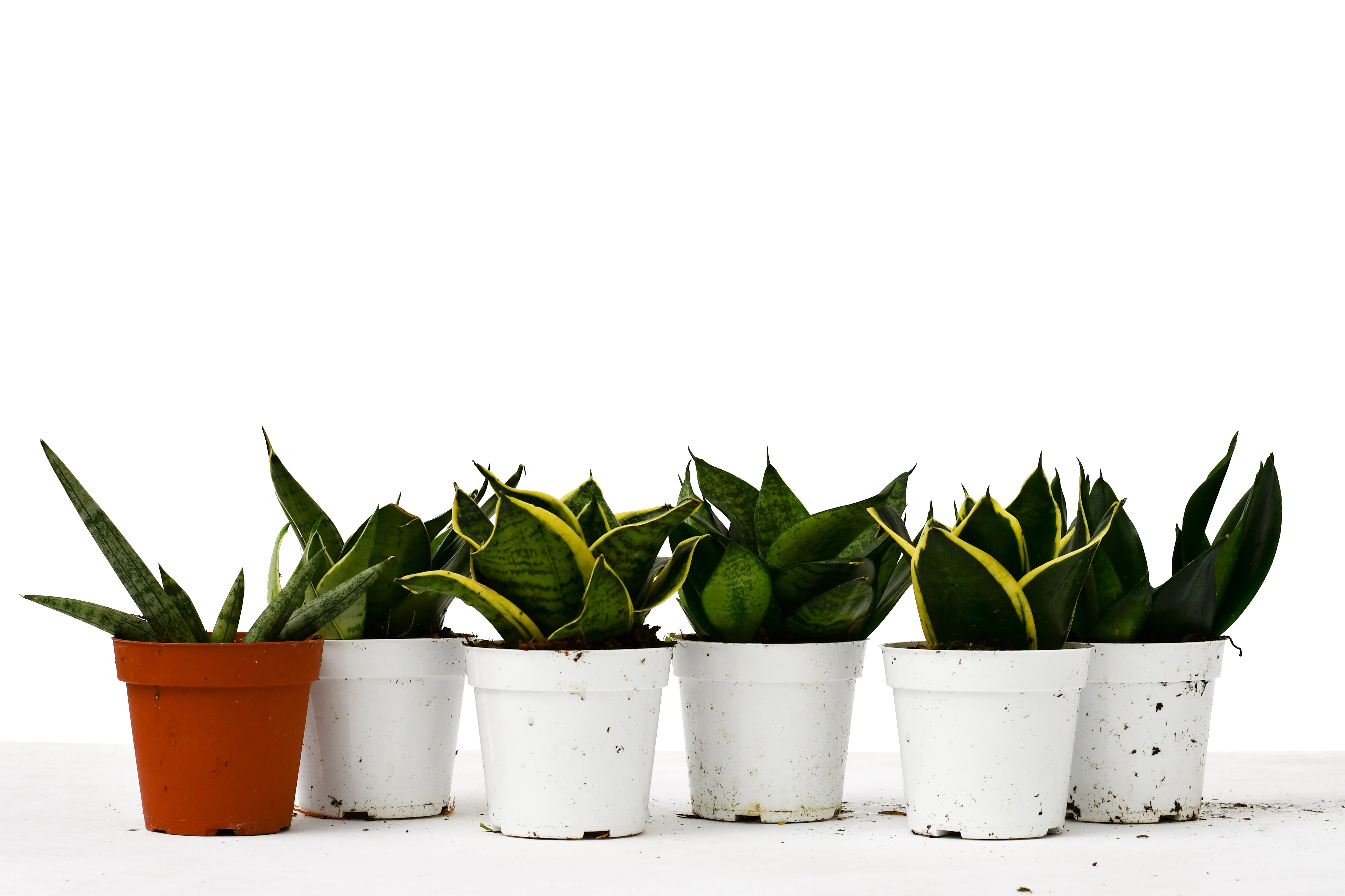 6 Snake Plant Variety (Sansevieria) / 4