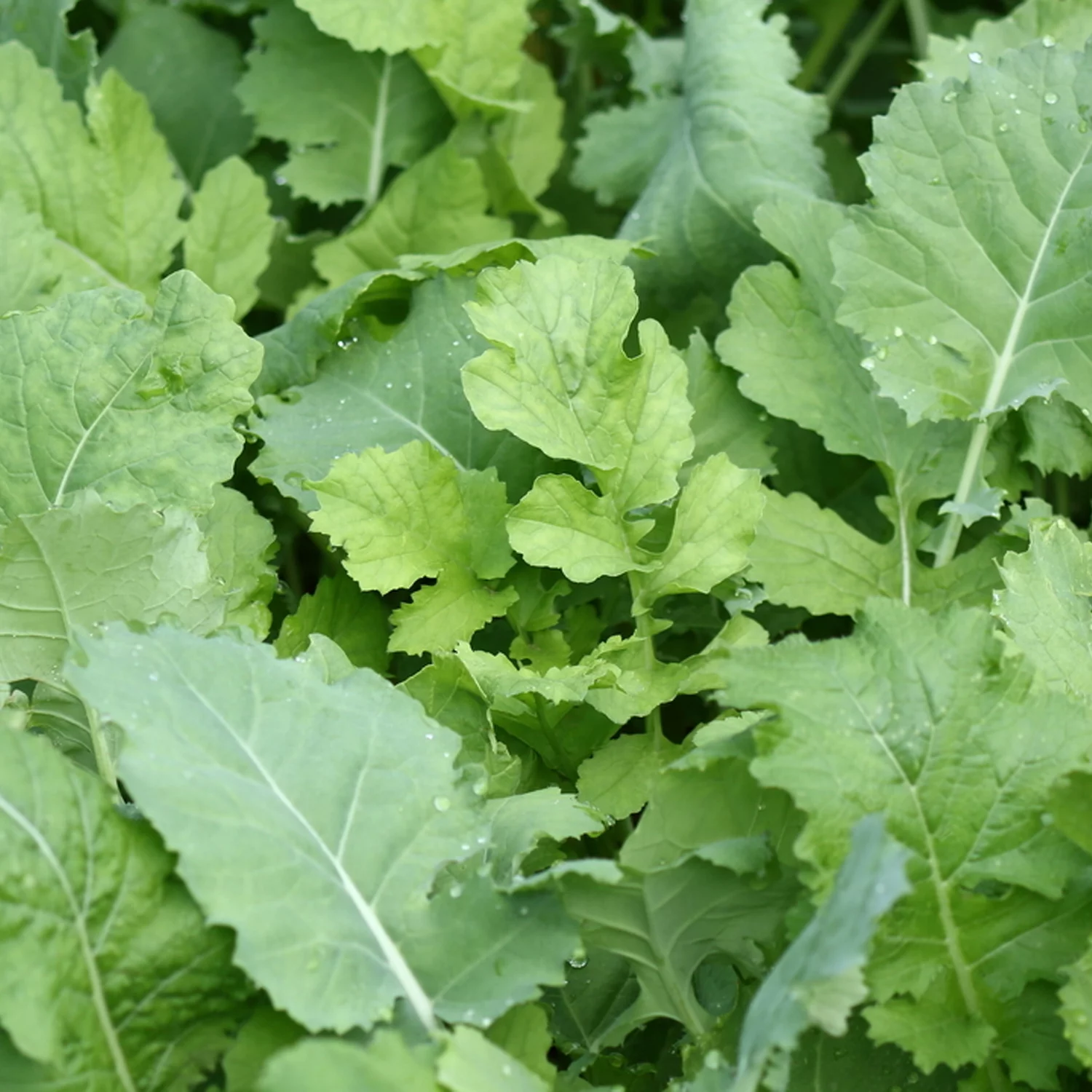 Whitetail Institute Beet & Greens Kale Radish Deer Attractant Food Plot Seed