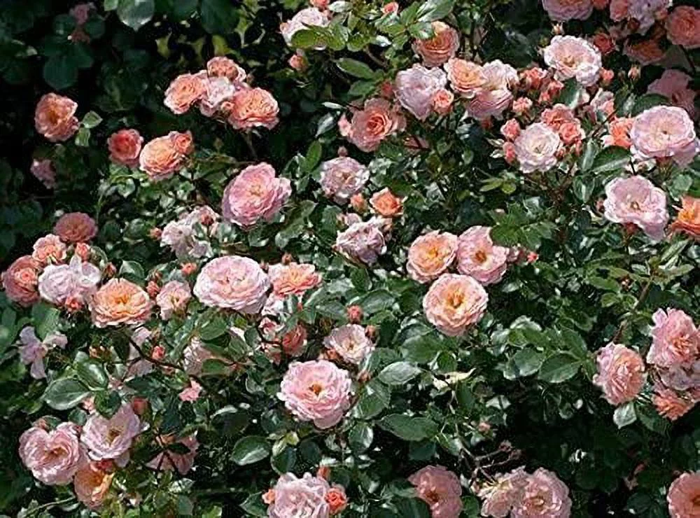 1 Gal. Apricot Drift Rose Bush - Enticing Blooms