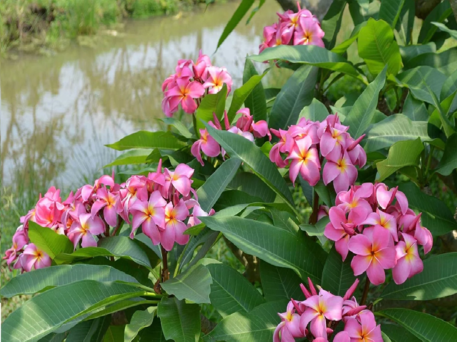 Pink Hawaiian Live Plumeria Frangipani Plant Cutting 9