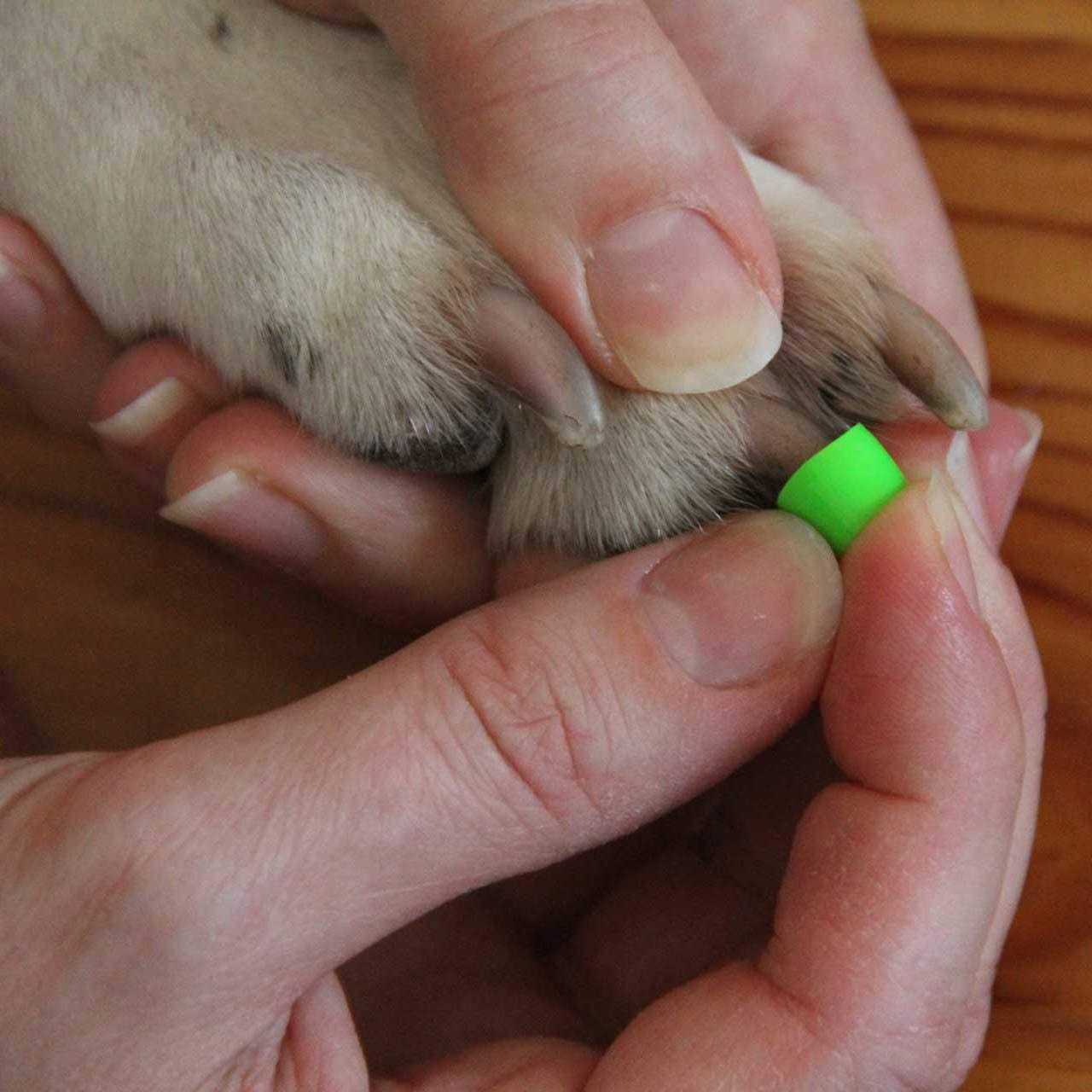 Dr Buzby's Large Toegrips for Dogs Instant Traction on Wood/Hardwood Floors - Pet Supplies online store