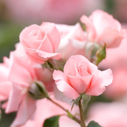 2 Pink Rose Climbing Live Starter Plants, Fragrant Pink Climbing Rose for Planting Outdoor, No Pot, 1 Year Old Rose Plant, Well-Rooted Rose Plants Live Ready to Plant