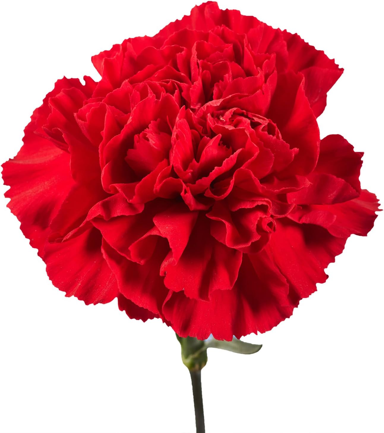 Red Carnations- 100 Fresh Cut Flowers- Lovely Gift (OM)