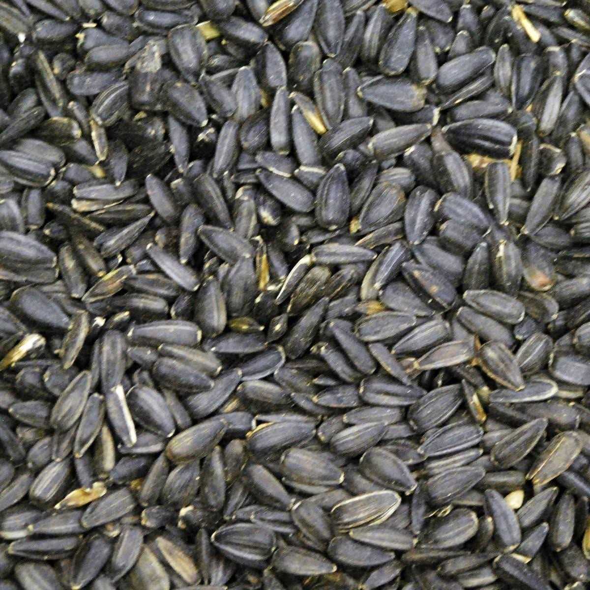Devoteedevoto 50 lbs Black Oil Sunflower for Wild Bird Feed - Pet Supplies online store