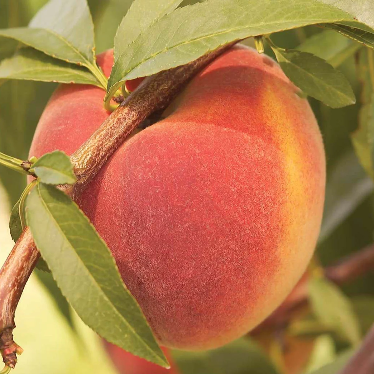 Contender Peach Standard Dormant Bare Root Starter Fruit Tree (1-Pack)