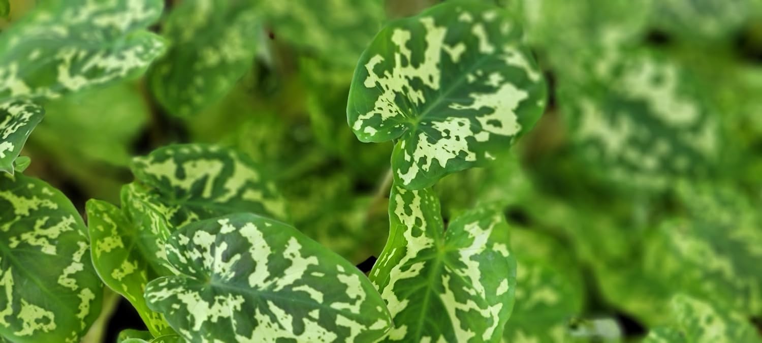 Alocasia Hilo Beauty in 3 inch Nursery Plant Pot Live Rare Exotic Tropical Indoor House Plants Easy to Grow Housewarming Gift Decoration Gift for Home or Office by 3exoticgreen