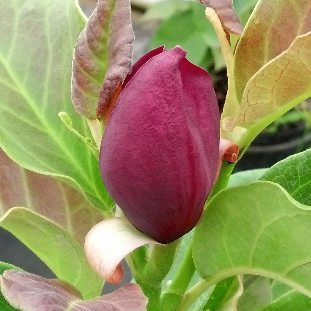 2G Magnolia Genie Live Deciduous Tree with Full Sun in Grower Container - 1 Piece