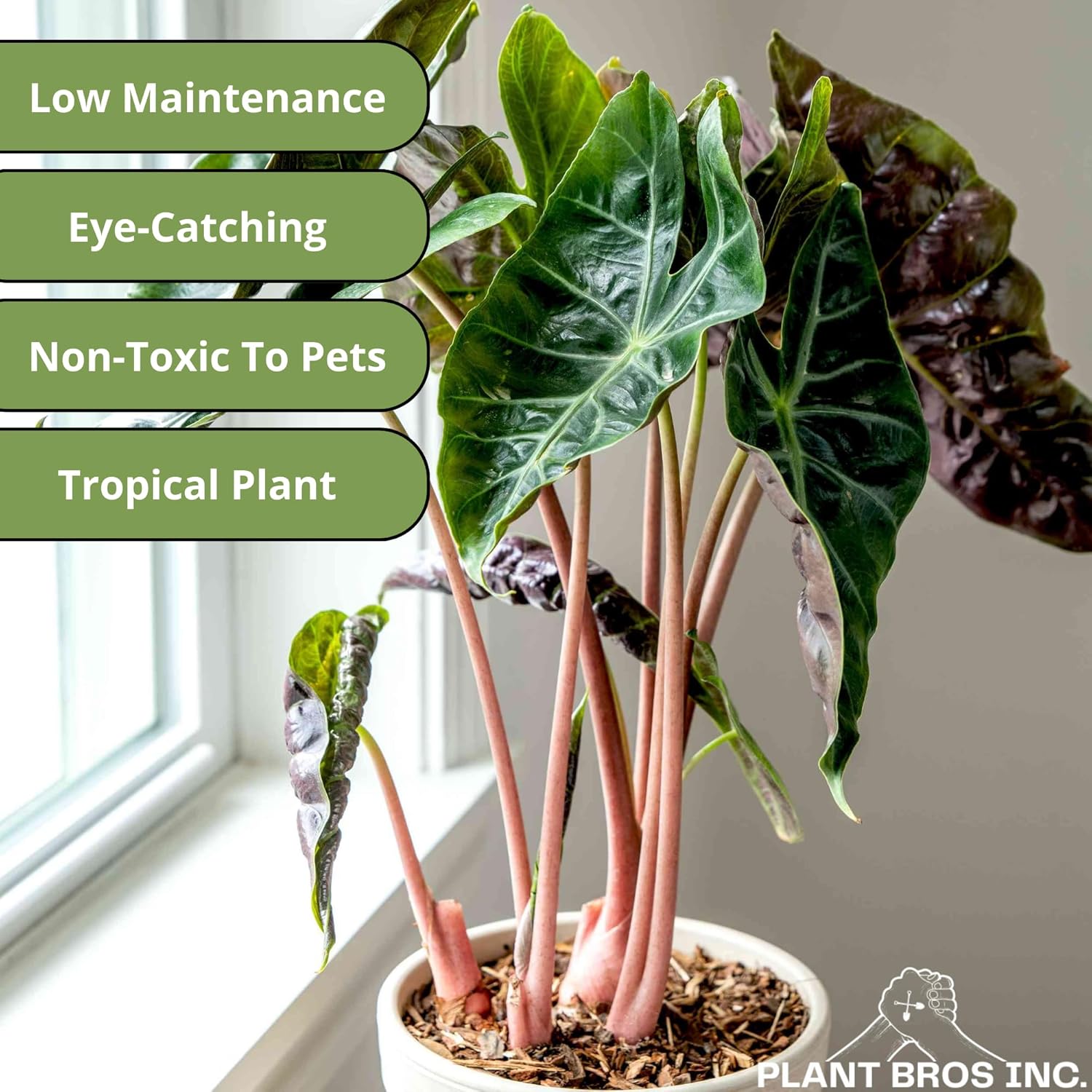 Live Alocasia Pink Princess Plant 4-6 Inch Bare Root Plant Elephant Ear Rare Tropical Plant Vibrant Foliage Dark Green Leaves Eye-Catching Housplant Bold Foliage Live Plant