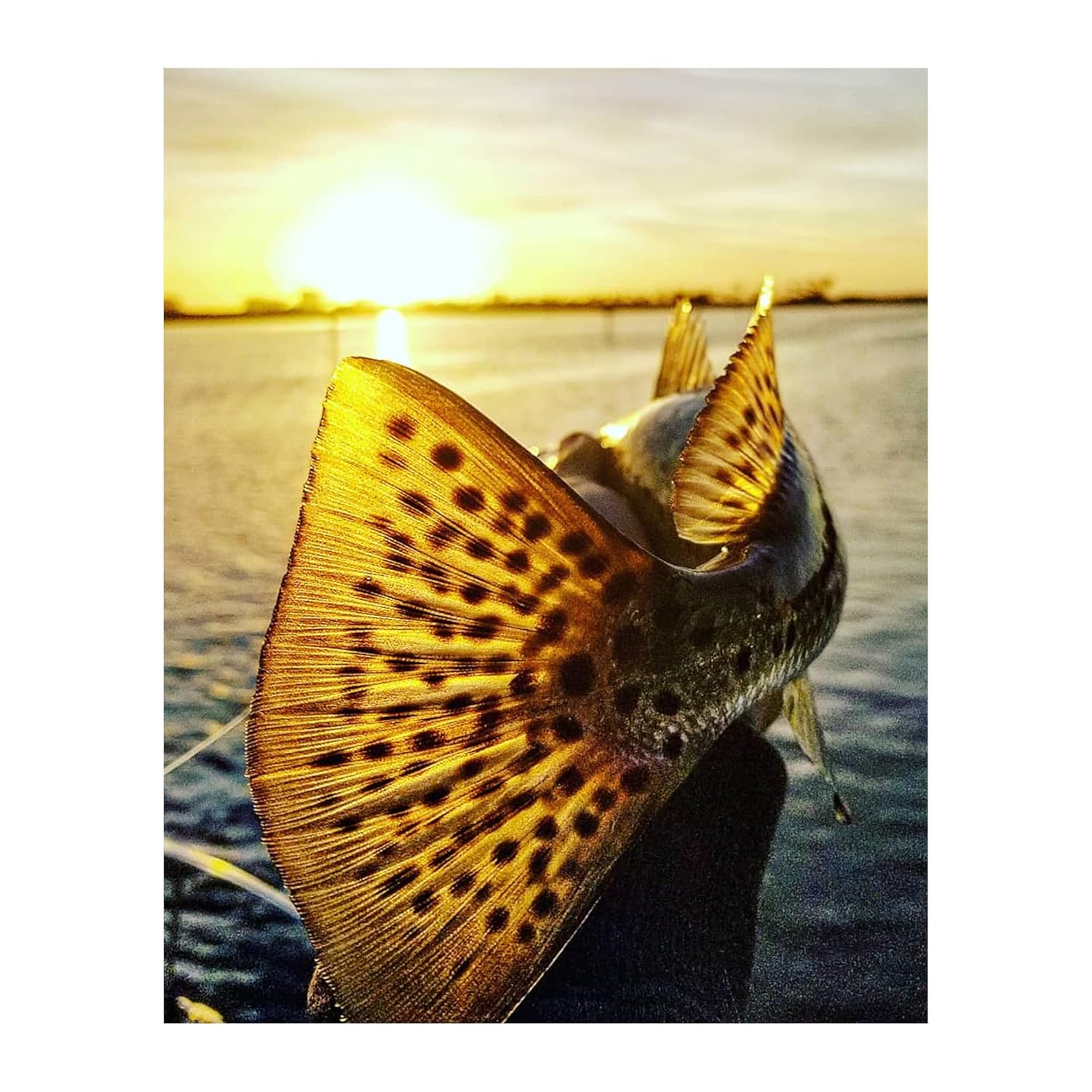 Speckled Sea Trout 18