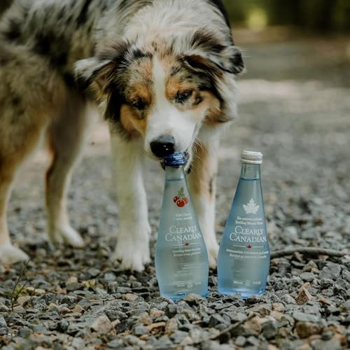Clearly Canadian Mountain Blackberry Sparkling Water, 11 Fl Oz