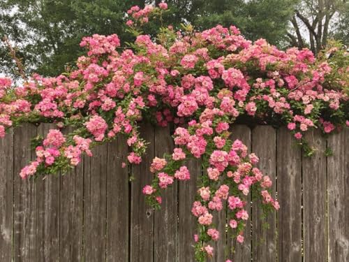 Peggy Martin Climbing Rose - Live Plant - 3 Gallon Pot