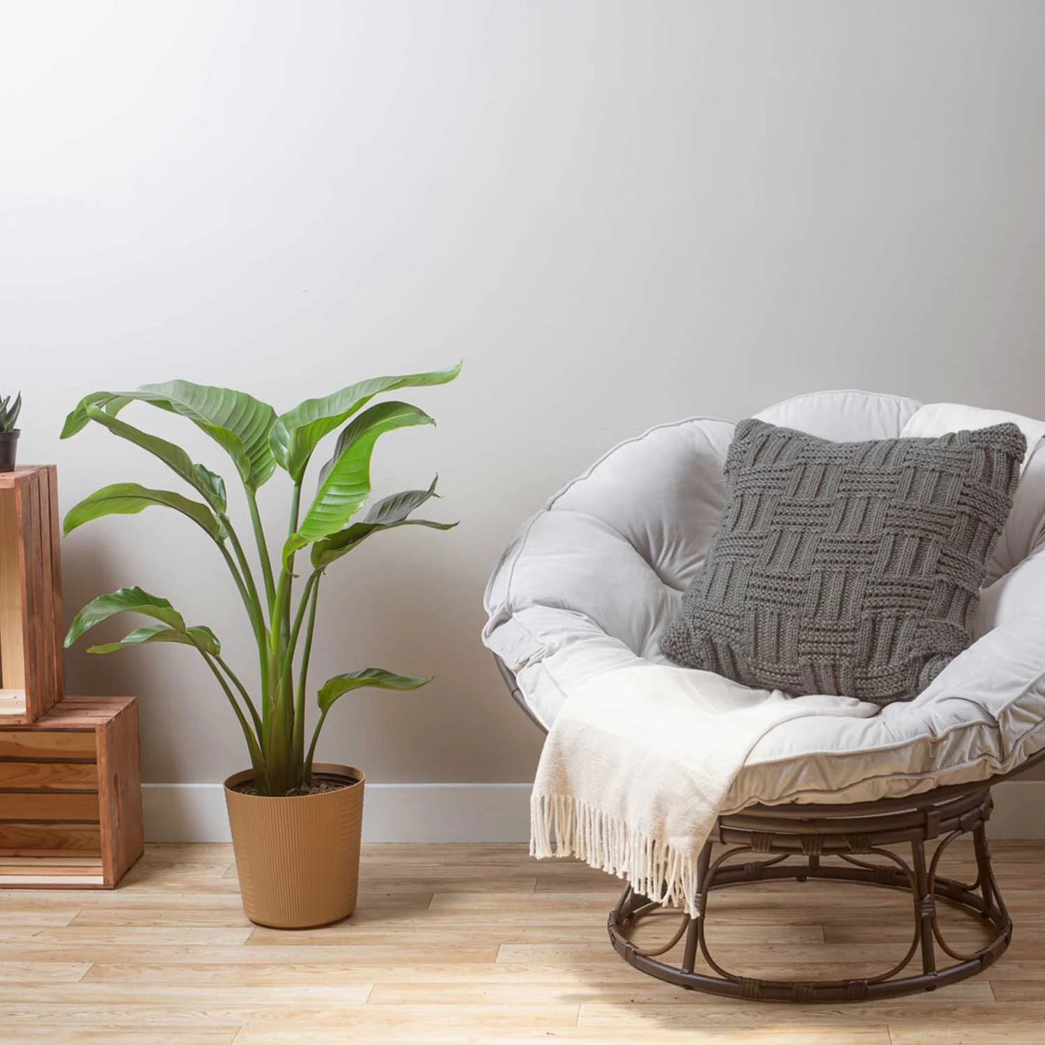 Costa Farms Live Indoor 24in. Tall White Bird of Paradise, Direct Sunlight Plant 9.25in. White Pot - Radiant Selections