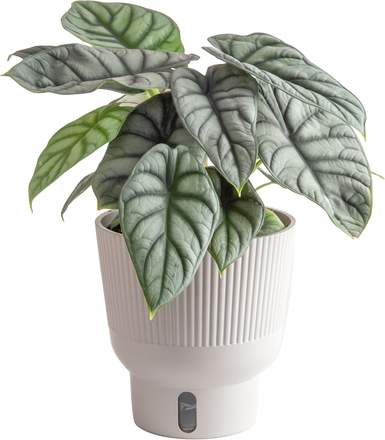 Costa Farms Live Indoor Plant, Trending Tropicals Alocasia Silver Dragon, Self Watering Décor Plant Pot, 1 Foot Tall