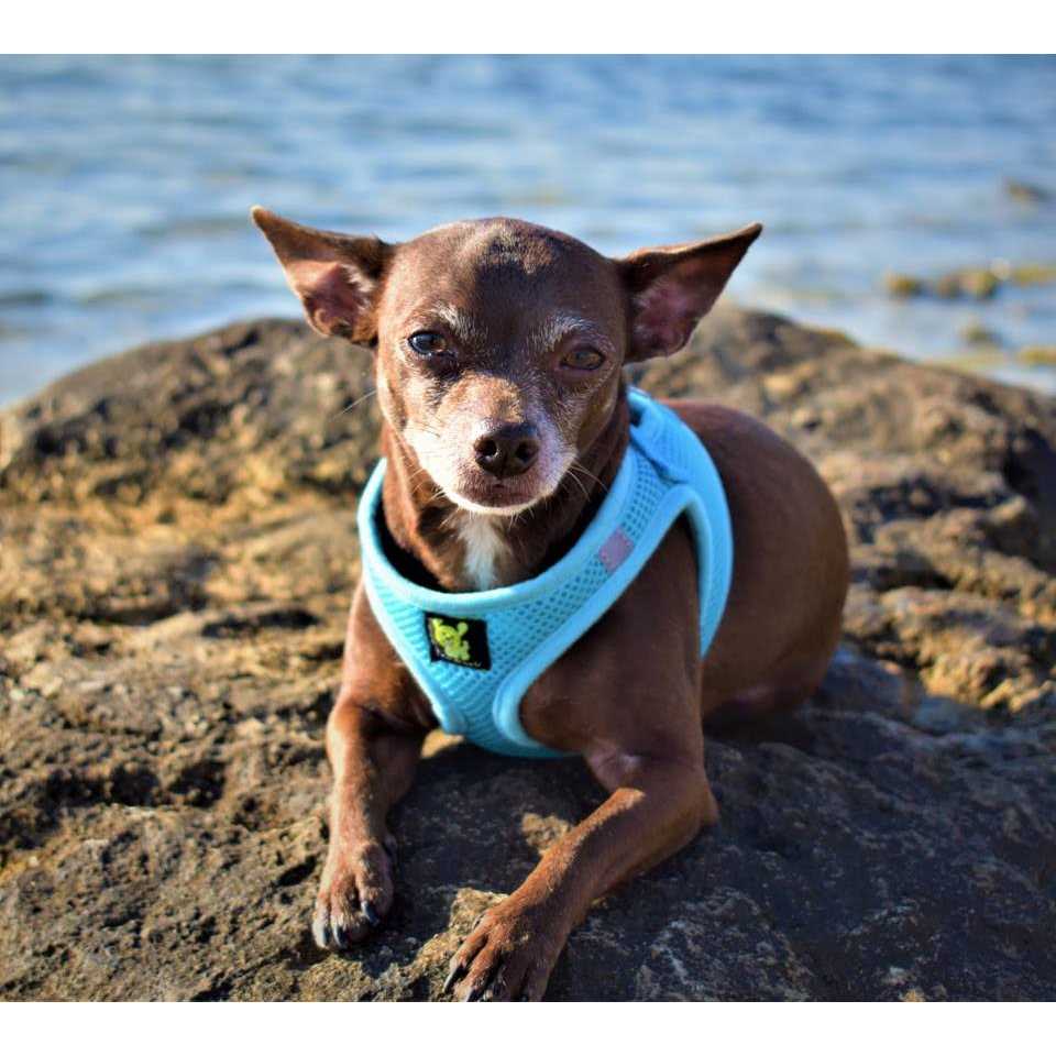 EcoBark Step in Dog Harness Soft Mesh Dog Harnesses and Small Dogs Eco-Friendly - Pet Supplies online store