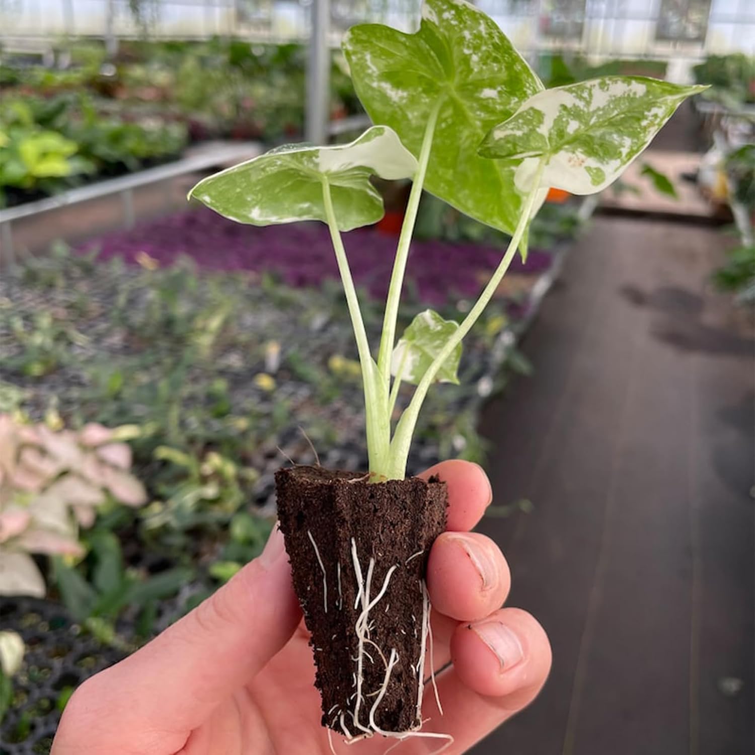 Alocasia Variegated frydek Starter Plant