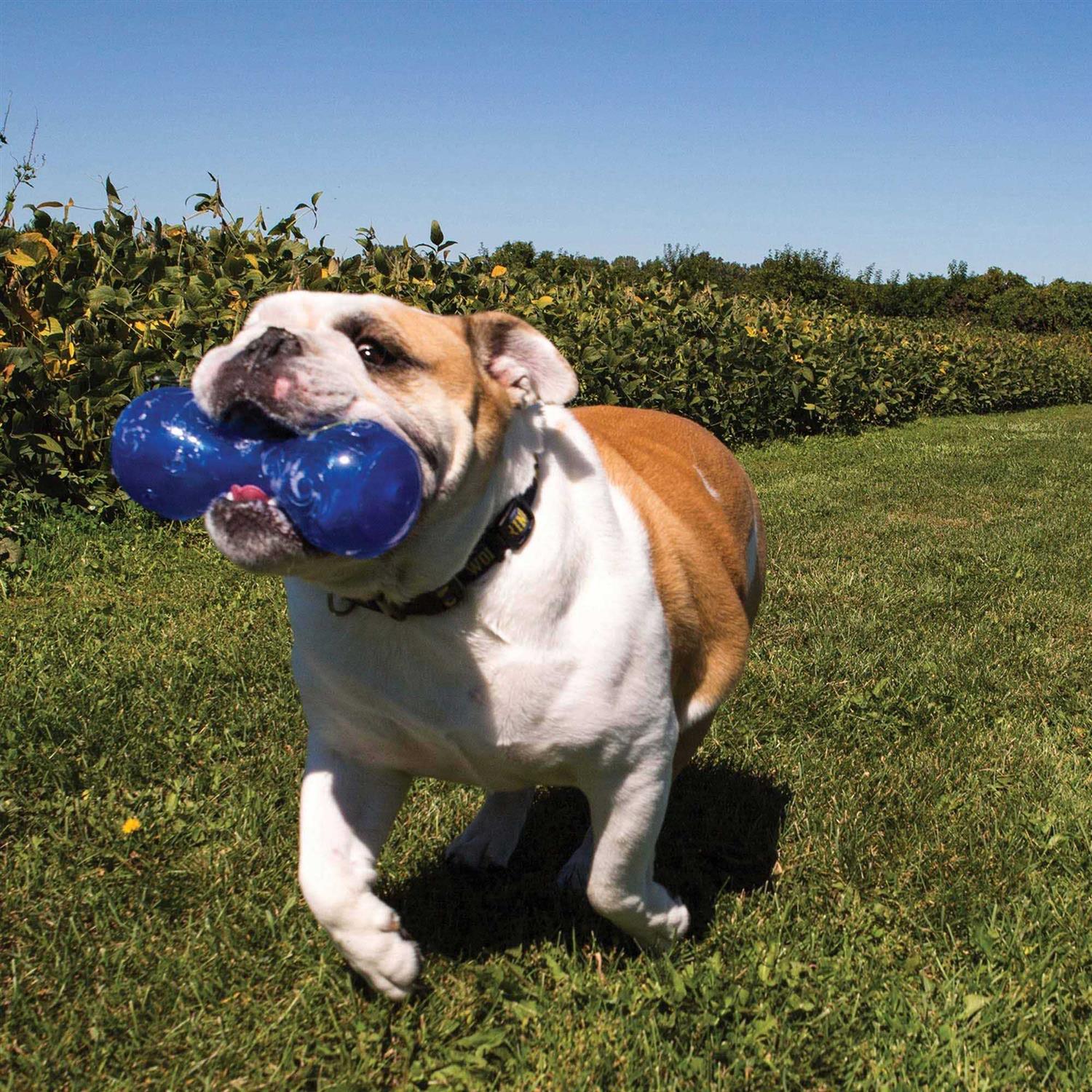 KONG Squeezz Dumbbell Dog Toy - Pet Supplies online store