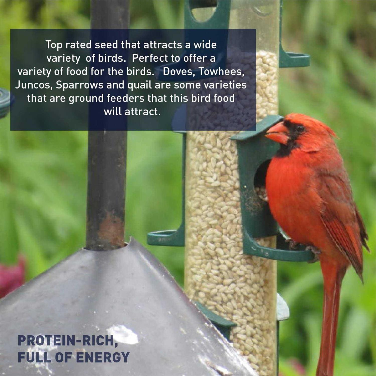 EASYGO PRODUCTS Sunflower Kernels Sun Flower Chips Wild Bird Food 50 lb - Pet Supplies online store