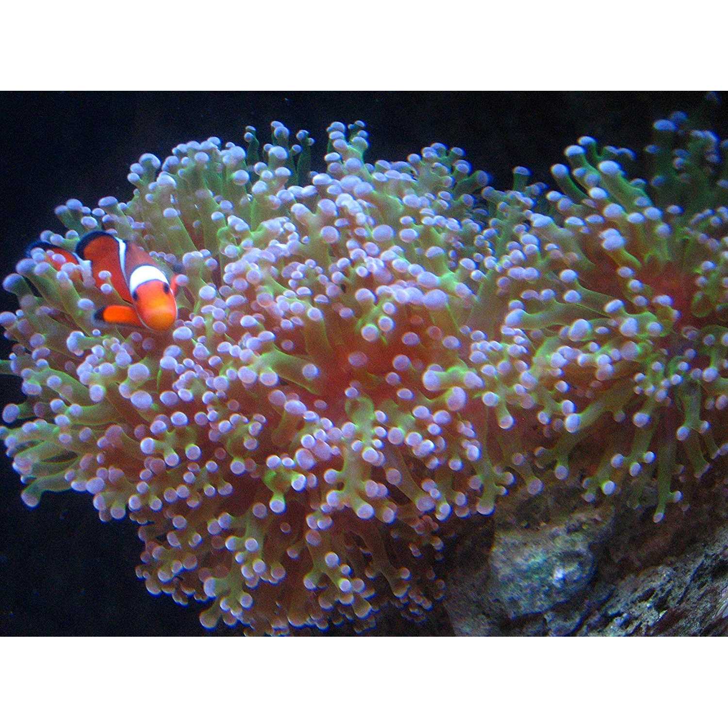 Kolar Labs Crystal Cal Activated Carbon 5 Gallon Activated Charcoal for Aquariums and Fish Tanks - Pet Supplies online store