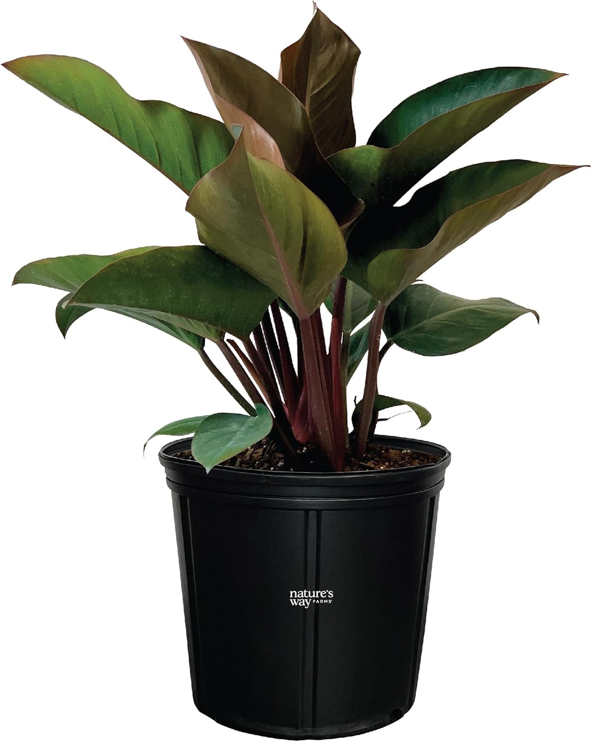 Nature's Way Farms Philodendron Rojo Congo Live Plant (25-30 in. Tall) in Grower Pot