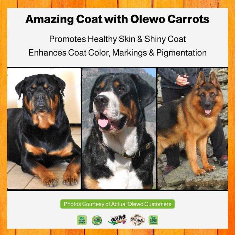 Olewo Original Carrots for Dogs Fiber for Dog Stool Hardener Dog Food Toppers for Picky Eaters - Pet Supplies online store