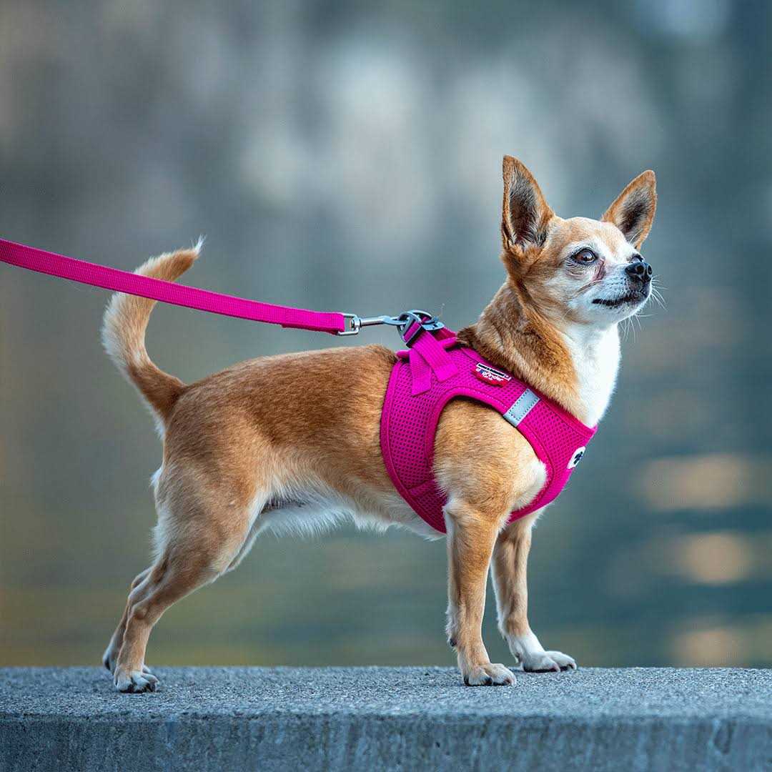 Curli Clasp Vest Air-Mesh Dog Harness - Pet Supplies online store