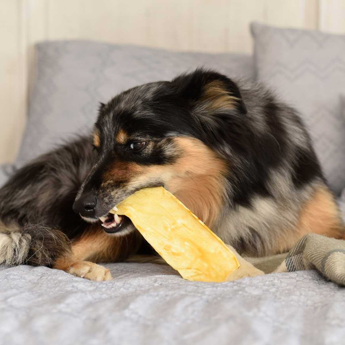 Purina Veterinary Diets Dental Chewz Dog Treats - Pet Supplies online store