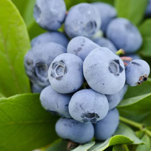 Hello Darlin® Blueberry (2.5 Quart) Fruit-Bearing Deciduous Shrub - Full Sun Live Outdoor Plant