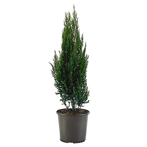 Shrub Point Juniper, 7 Gallon, Blue-Green Foliage
