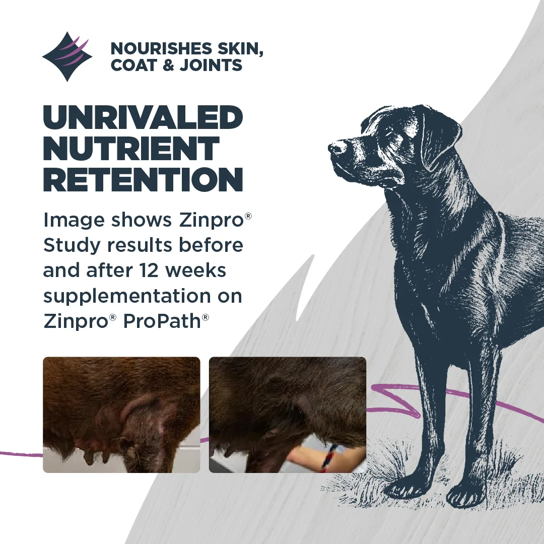 Blackwood Dry Dog Food Sensitive Skin & Stomach Salmon Meal with Ancient Grains 10 lb.