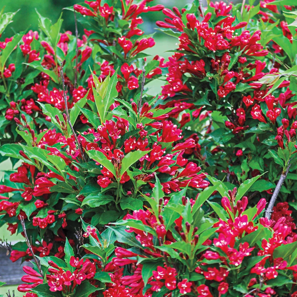 Red Prince Weigela Deciduous Flowering Shrub, in a 1 gallon pot - Radiant Selections